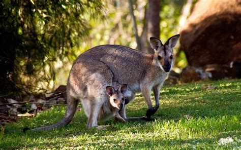 What’s the Breeding Cycle of Bennett Wallabies?