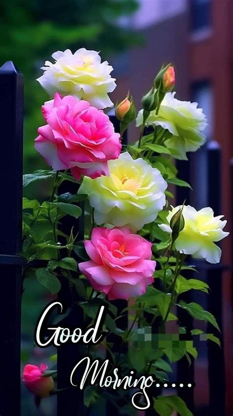 Some Pink And Yellow Flowers On A Black Fence With The Words Good Morning Written Below It