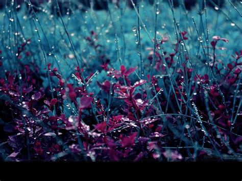 Spring Rain Wallpapers - Top Free Spring Rain Backgrounds - WallpaperAccess