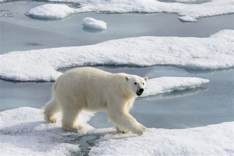 Premium Photo Polar Bear Ursus Maritimus On The Pack Ice North Of