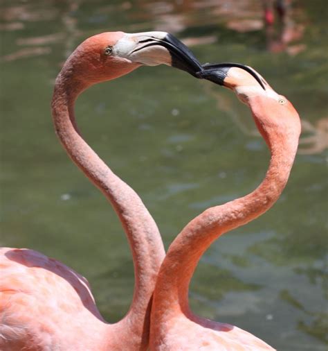 Two Flamingos Standing Next To Each Other In The Water With Their Necks