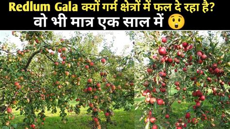 Reality Of Redlum Gala Apple 🍎 Farming In Hot Climate Youtube