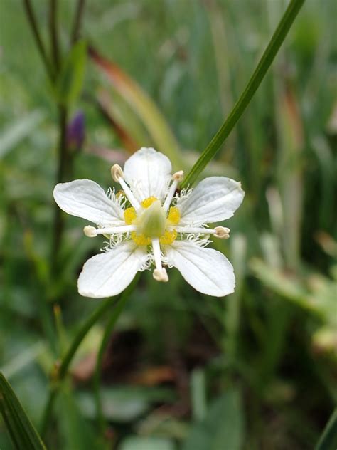 Fringed Grass Of Parnassus Parnassia Fimbriata Skalkaho Flickr