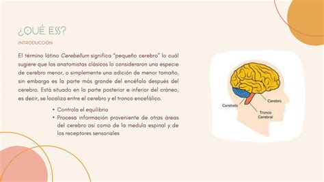 SOLUTION Copia De El Cerebelo Estructuras Y Funciones B Sicas Studypool