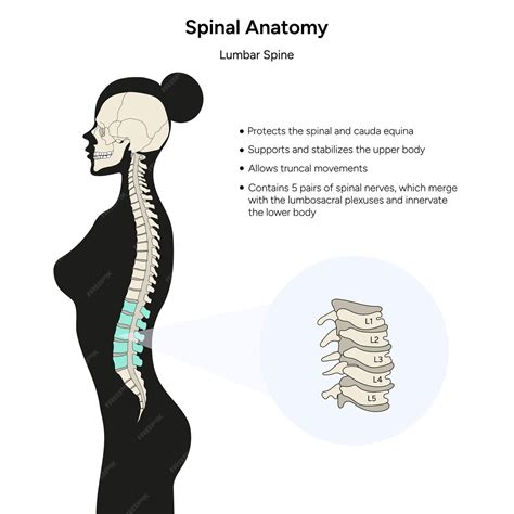 Anatomia Da Coluna Lombar - Infográfico da coluna lombar da anatomia espinhal em vetor | Vetor Premium
