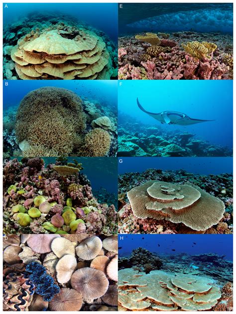 Benthic Communities At Two Remote Pacific Coral Reefs Effects Of Reef