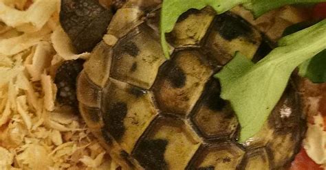 Tortoise Album On Imgur