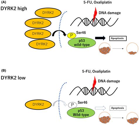 Dyrk Promotes Chemosensitivity Via P Mediated Apoptosis After Dna