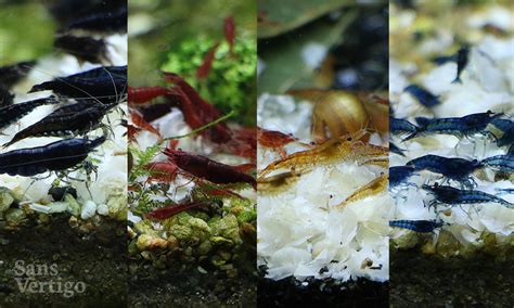 Care Sheet: Cherry Shrimp (Neocaridina davidi) – Sans Vertigo