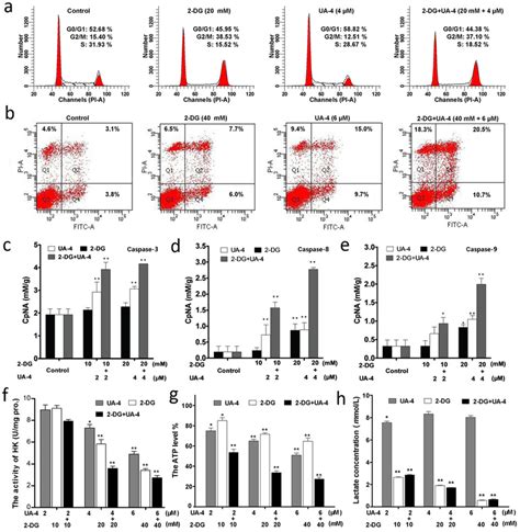 The Mechanism Of Anti Proliferation By The Combination Of Ua And Dg