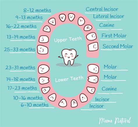 Teeth Chart For Infants Childs Primary Teeth Order Of Eruption