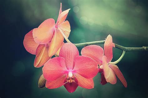 Orchid Photograph By Penny Sesher Pixels