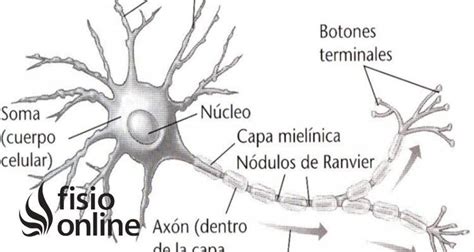 Soma | Qué es, dónde se encuentra, cuál es función e importancia para las neuronas