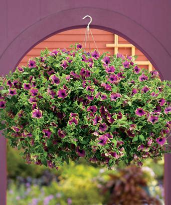 Supertunia Picasso In Purple Petunia Hybrid Images Proven Winners