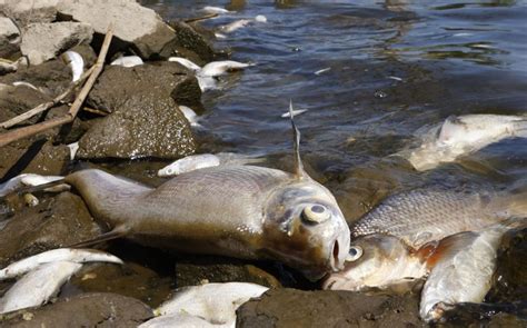 En Europa Toneladas De Peces Muertos Fueron Sacadas Del R O Oder