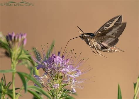 Hovering White Lined Sphinx Moth Getting Nectar Mia Mcphersons On