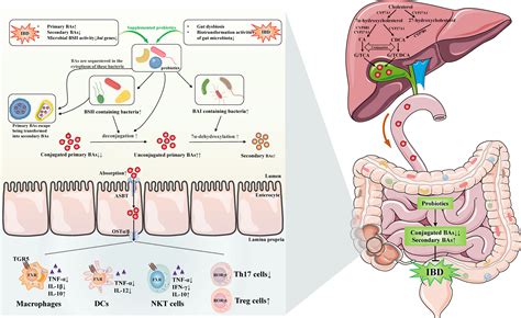 Frontiers Regulation Of Gut Microbiota Bile Acids Axis By Probiotics