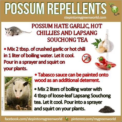 Natural Possum Repellents For Your Property