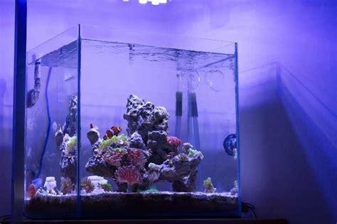 Saltwater Tank For Beginners Saltwater Aquarium Blog