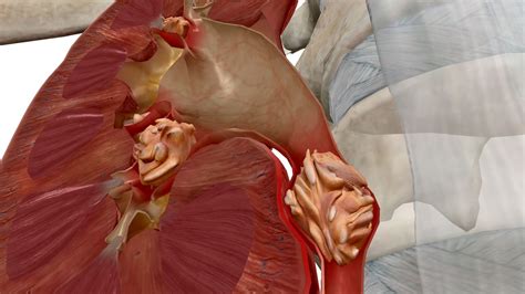 Visible Body Launches Physiology Pathology Virtual Anatomy App