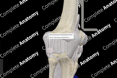 Subcutaneous Prepatellar Bursa | Complete Anatomy