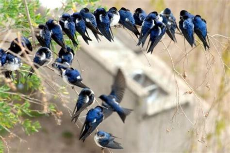 Golondrina Común Hirundo Rustica Características ️