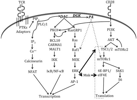 Frontiers Regulation Of Lipid Signaling By Diacylglycerol Kinases During T Cell Development