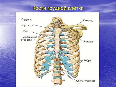 Строение Грудины Женщины Фото С Названиями Фото Картинки