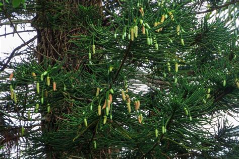 Norfolk Island Pine Araucaria Heterophylla Male Pollen Cones Davie