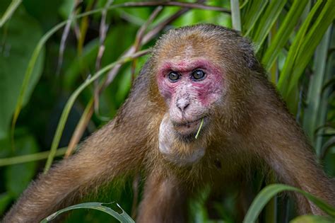 Macaco Rabón Animal Macaca Foto Gratis En Pixabay Pixabay