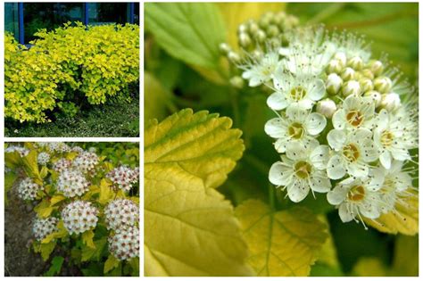 Пузыреплодник Лютеус (Physocarpus Luteus): описание, фото