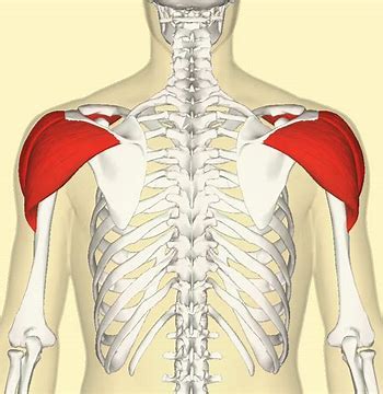 Shoulder Joint Flashcards Quizlet