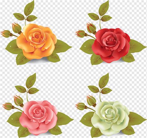 Rosa De Cores Diferentes Png Pngwing