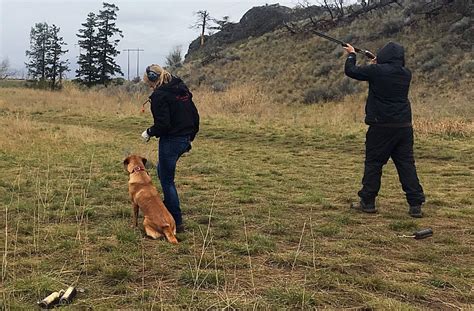 Gun Dog Training Gallery