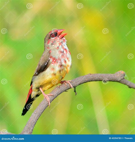 Red Avadavat Bird Stock Image Image Of Amandava Beautiful 43394783