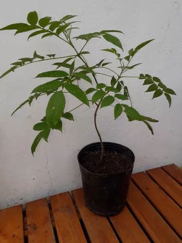 Plantin Arbol Guaran Amarillo Tecoma Stans Lapachillo Mercadolibre