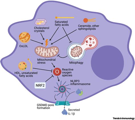 Lipid Regulation Of NLRP3 Inflammasome Activity Through Organelle