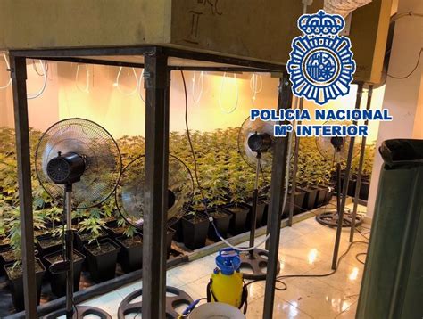 Tres Detenidos Tras Desmantelar Un Invernadero Con Plantas De