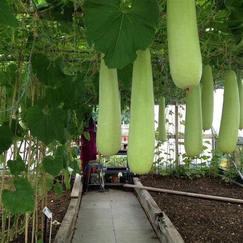 Indian Bangladeshi Vegetable Lauki Loki Dudhi Dhoodi Bottle Gourd