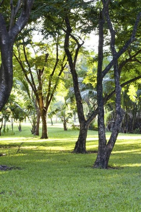 Will Zoysia Grass Grow In Shade Zoysia Grass Types Of Grass Grass