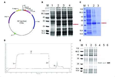 Prokaryotic Expression And Purification A Construction Of The