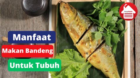 6 Manfaat Makan Bandeng Untuk Tubuh Kita