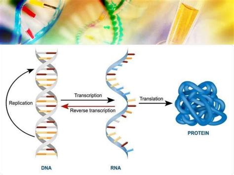 Types of RNA | PPT