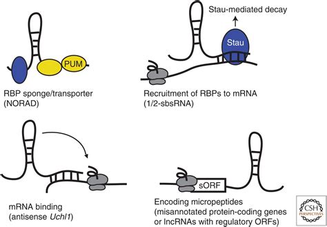 Roles Of Long Noncoding Rnas And Circular Rnas In Translation