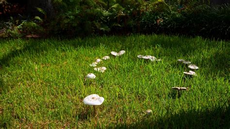 What Are Fairy Rings, and What Do They Mean For Your Garden?