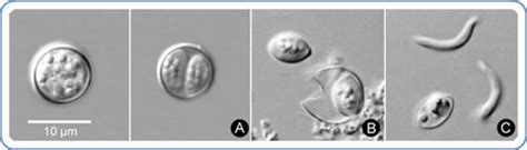 Cyclospora Cayetanensis Microbewiki