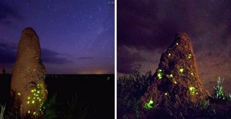 Cupinzeiros Iluminados Por Vaga Lumes No Cerrado Brasileiro Parecem