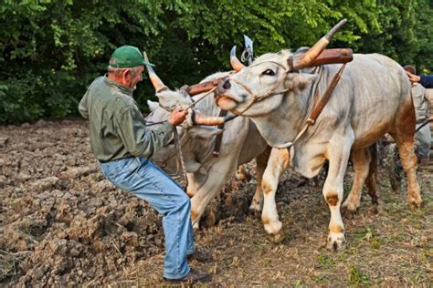 Oxen Yoke Stock Photos Pictures And Royalty Free Images Istock