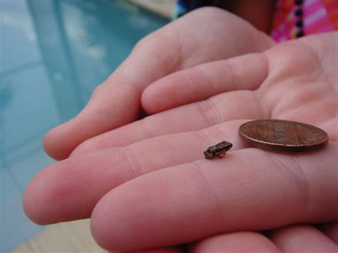 Smallest frog? | christianriley.com