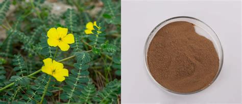 High Quality Tribulus Terrestris Extract Powder Manufacturers Suppliers Factory Direct